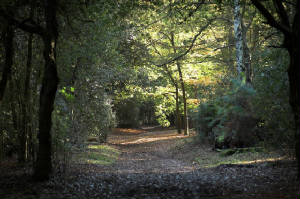 Sutton Park [click for larger image]